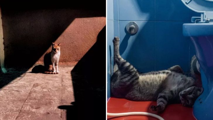 11 Stunning Cat Photos That Truly Deserve A Museum Spot