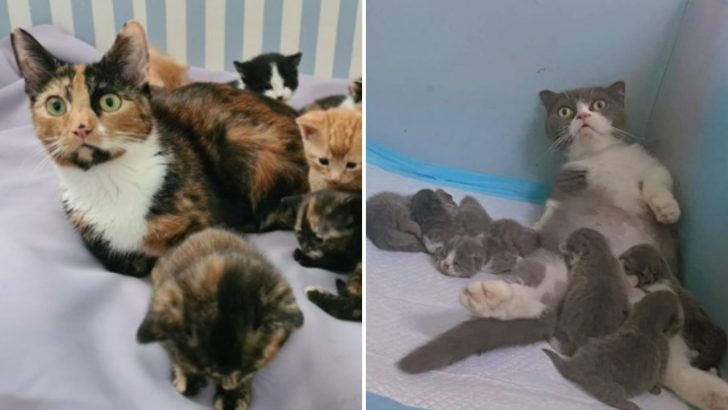 12 Photos Of Cats Looking Completely Overwhelmed By Parenthood