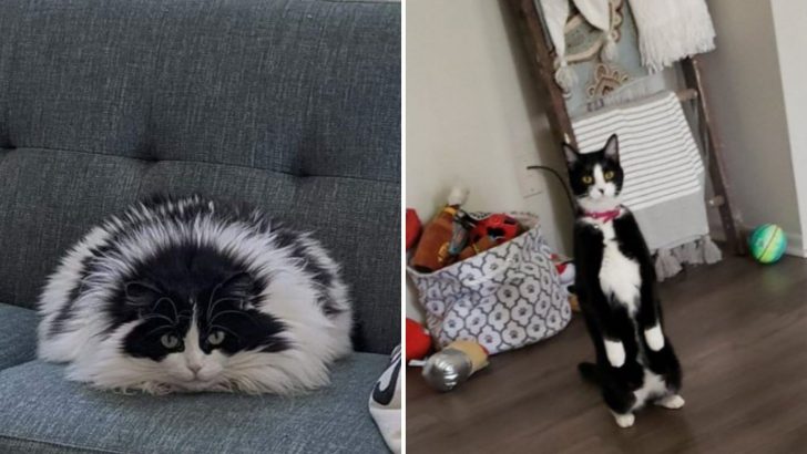 15 Photos That Show How Cats Are Often Very Hard To Understand