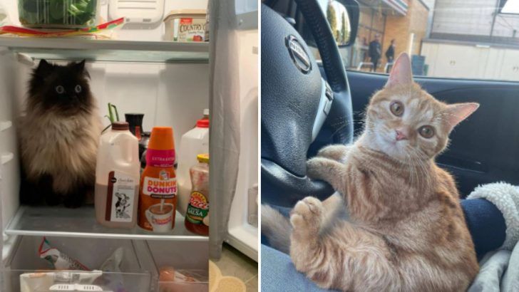 20 Cat Photos That Will Have You Smashing The LOL Button