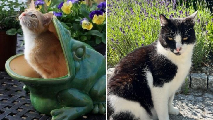 20 Photos Of Cats Living Their Best Life In The Garden