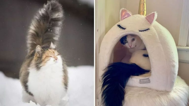 cats with fluffy tails