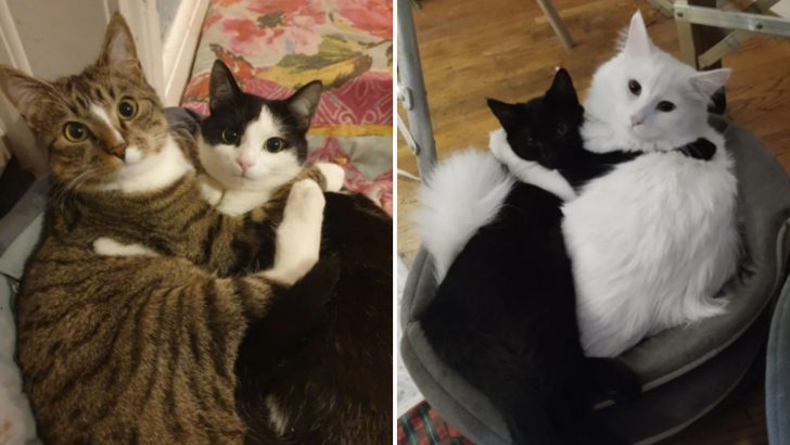 20 Cuddling Kitty Photos You’ll Want To Share With Your Friends
