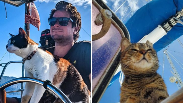 22 Cats That Are The Captains Of Their Ship