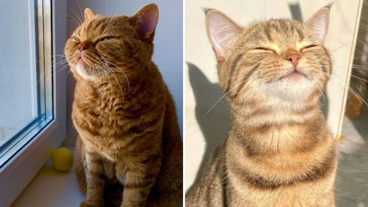 25 Photos Of Cats Basking In A Sun Bath