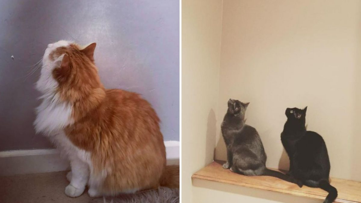 6 Reasons Why Your Cat Stares At Walls