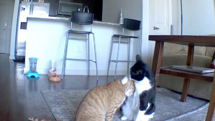 Secret Camera Reveals Cat Comforting His Anxious Brother While No One’s Watching