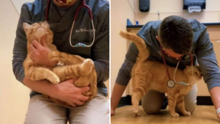 A Kind-Hearted Vet Saves The Cat From Euthanasia