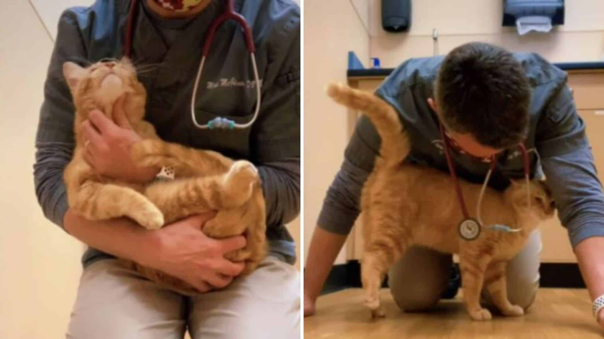 veterinarian saved a cat from euthanasia