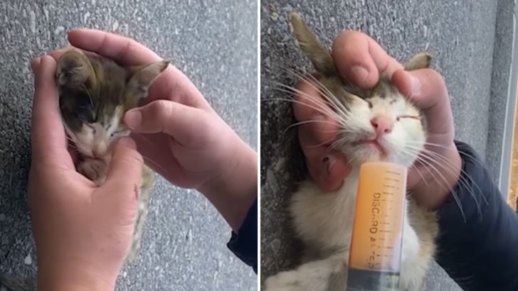 A Kitten Abandoned On The Highway Wouldn’t Survive If A Miracle Didn’t Happen…