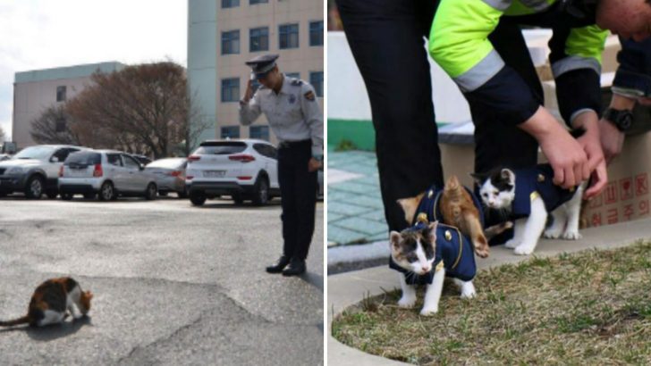 Pregnant Stray Cat Goes Back To The Same Police Station That Helped Her Before, But This Time With Babies