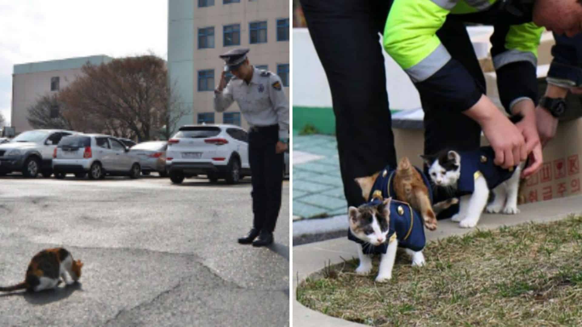 cats at police station