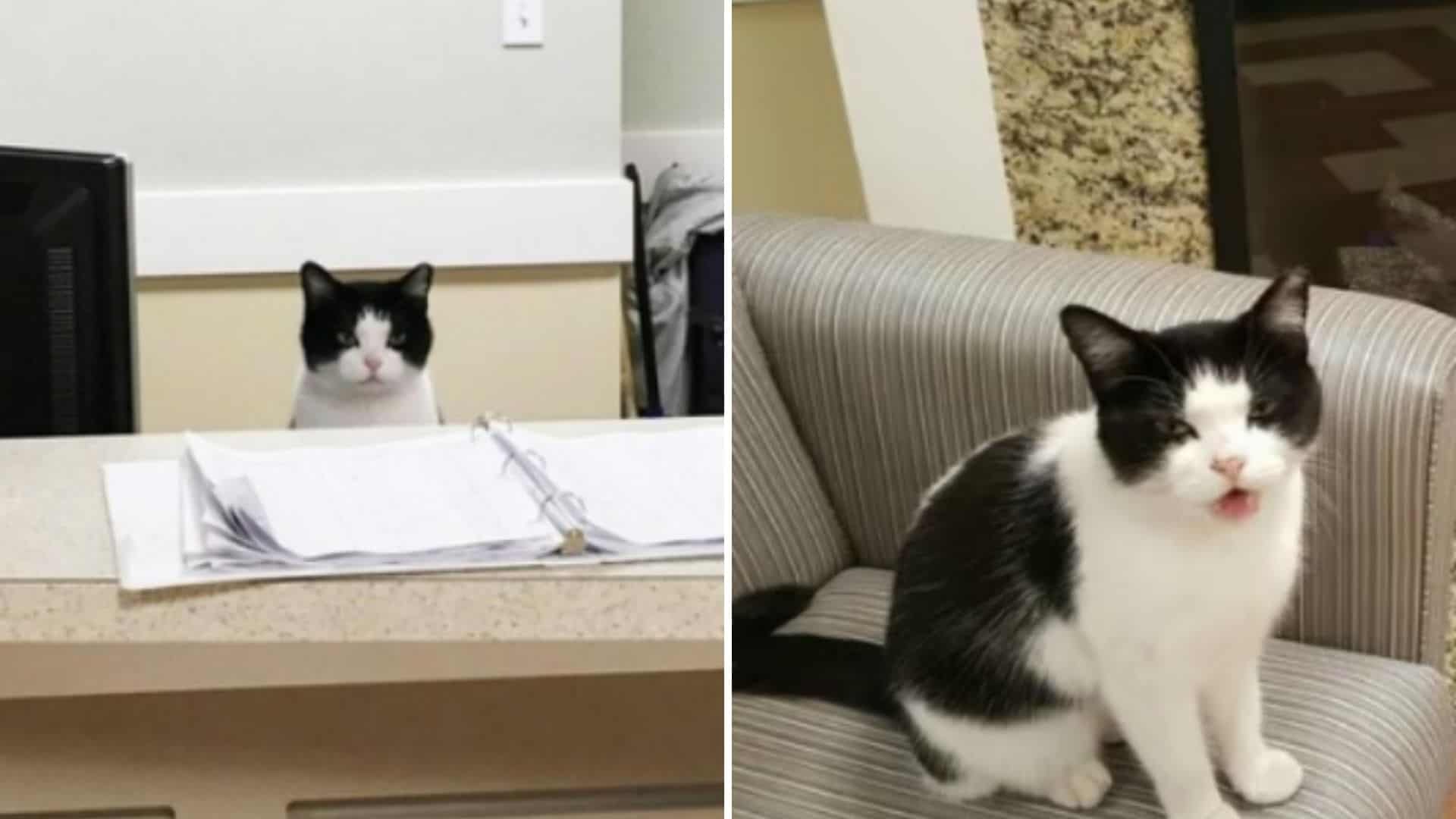 stray cat sneaks into a nursing home