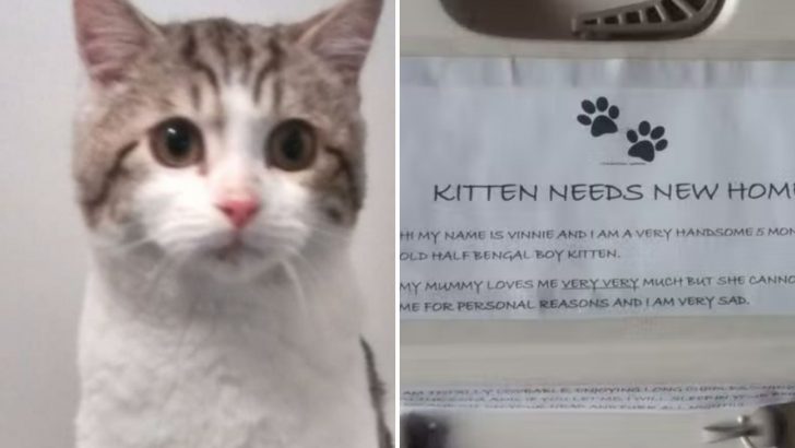 Abandoned Kitten Found In IKEA Parking Lot With A Heartbreaking Note From Owner