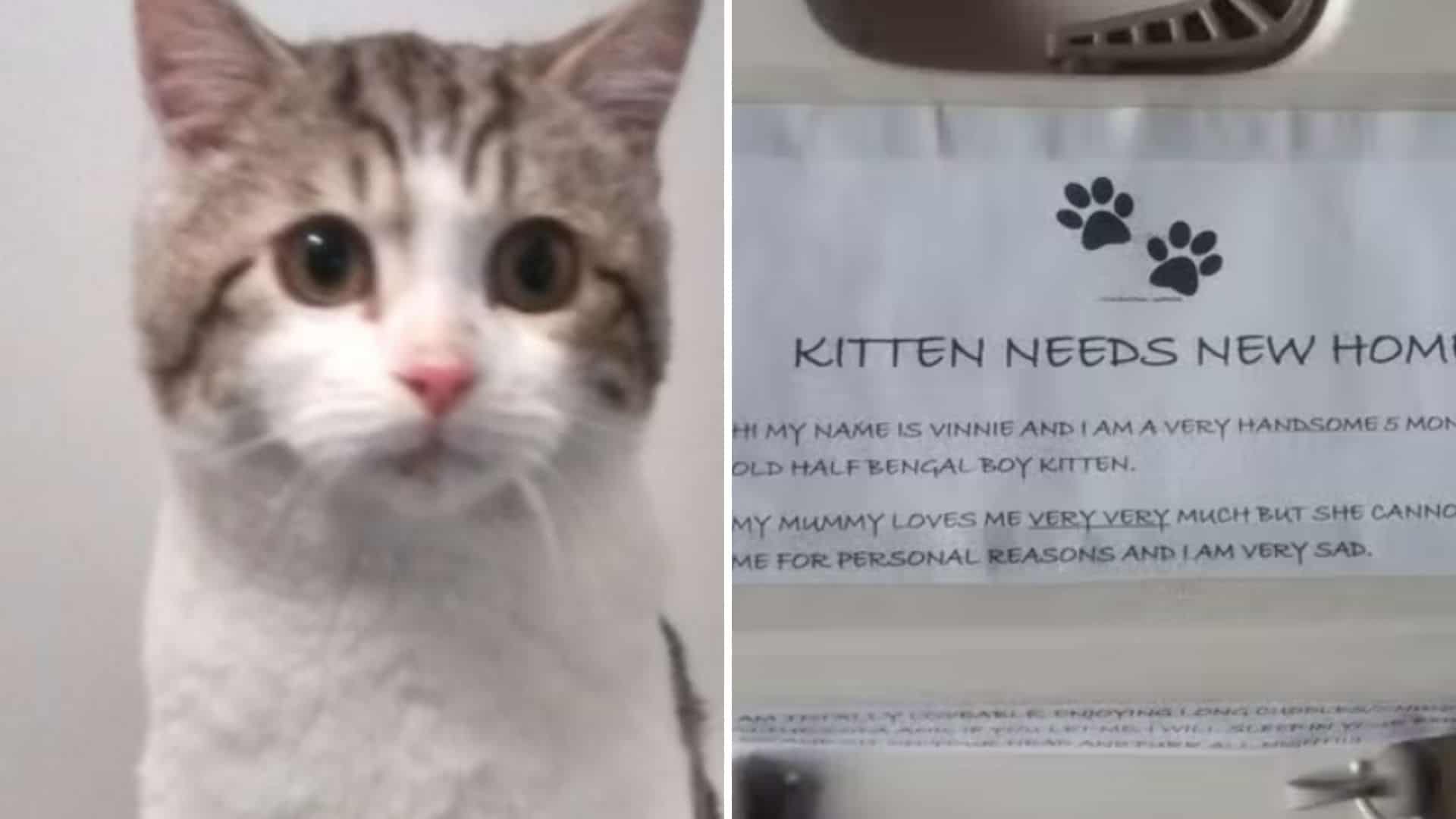 abandoned kitty needs new home