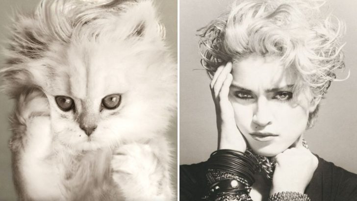 Artist Replaces Popular Album Covers From Musicians To Cats And The Result Is Purrfect