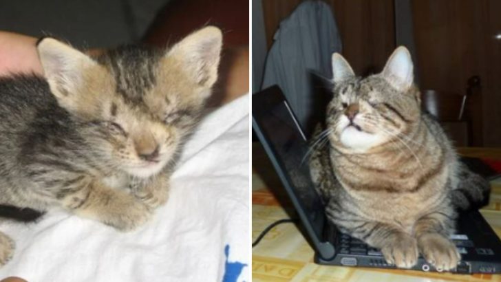 This Man’s Determination To Help A Blind Kitten Ultimately Ended Up Saving Her Life