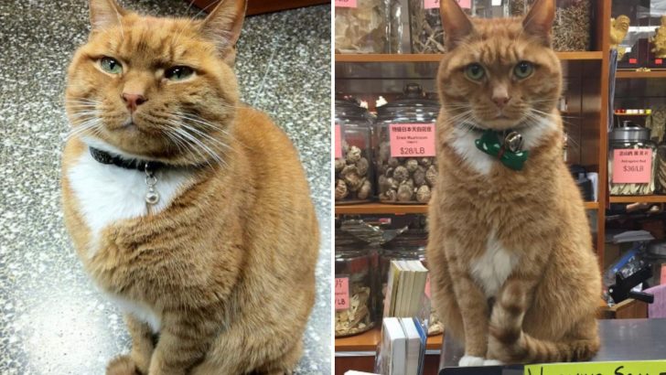 This Ginger Cat Worked As A Store Manager For 9 Years And Now Finally Retires