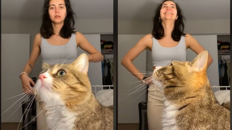 cat interrupts woman in hilarious video