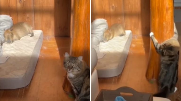 cat playing with capybara