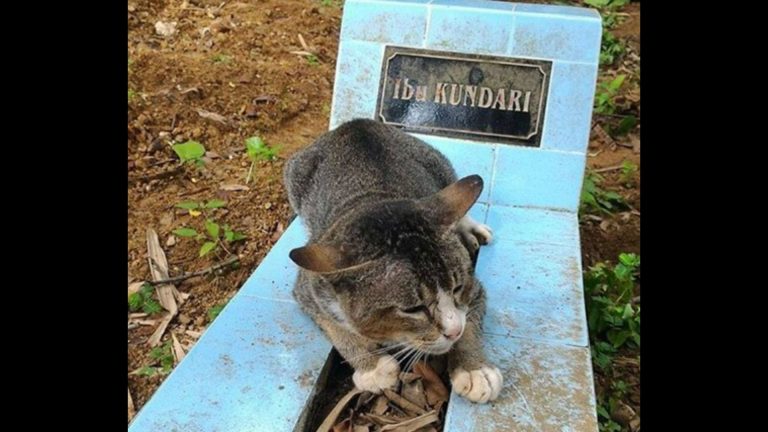 cat visits owner's grave every day