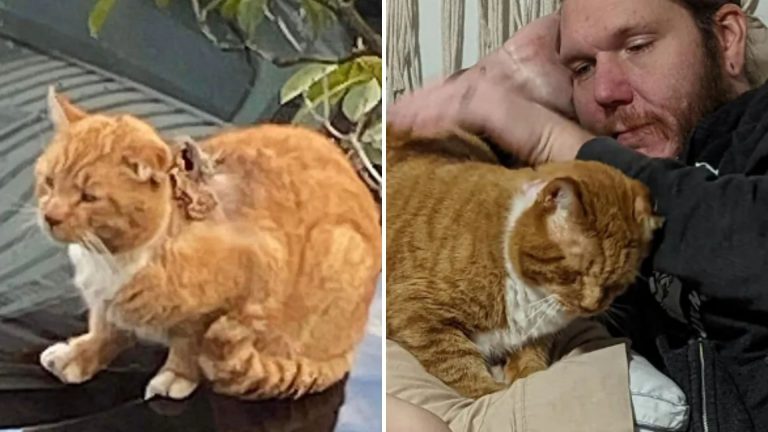 the cat's life changes after it is found