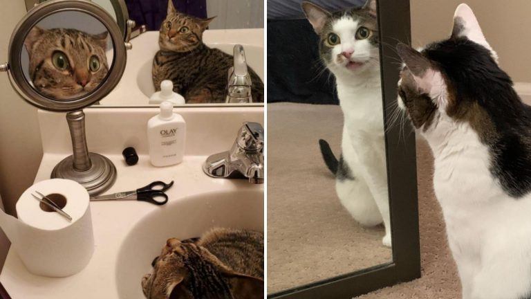 cats vs mirrors