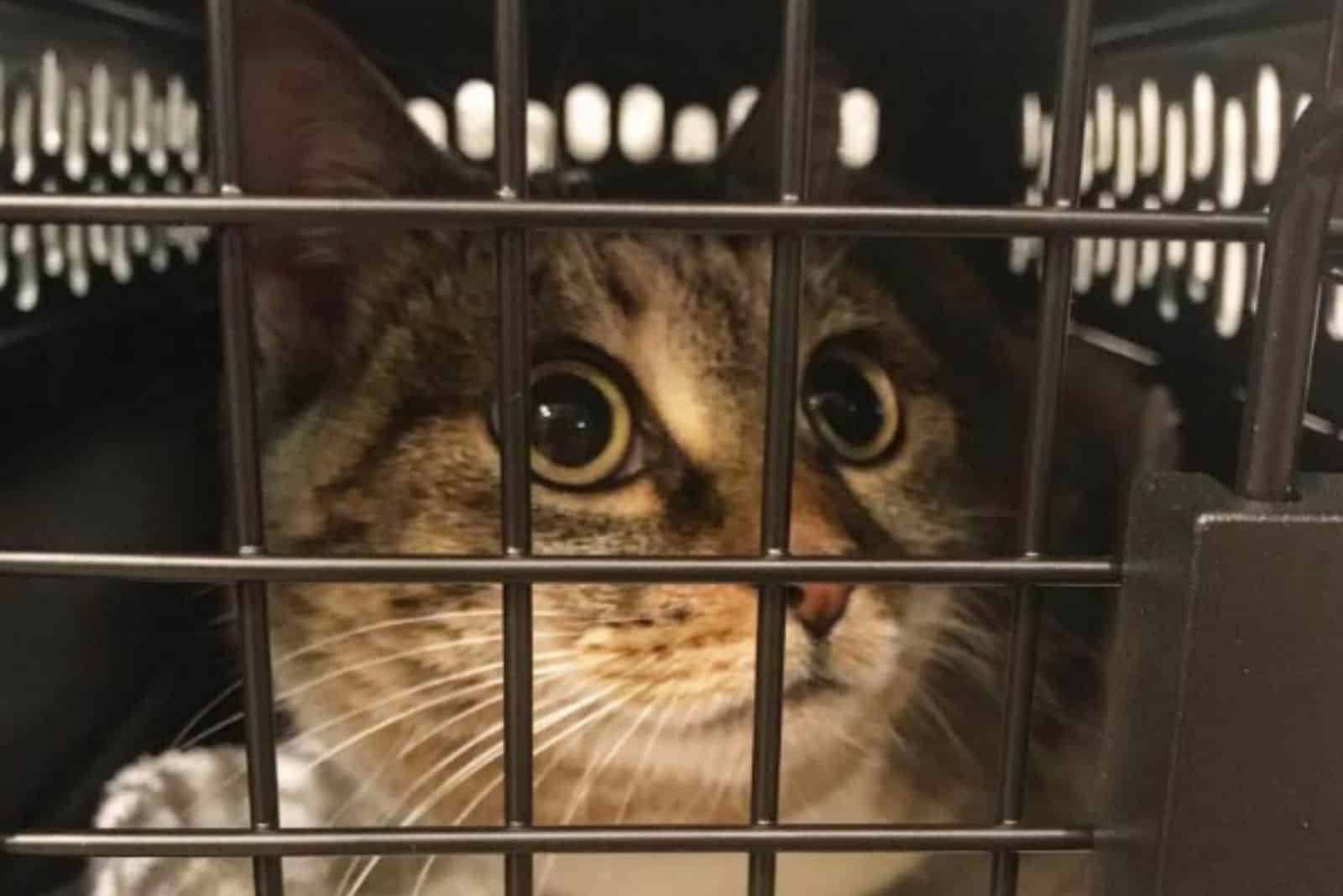 Chunk chunk in a cat carrier