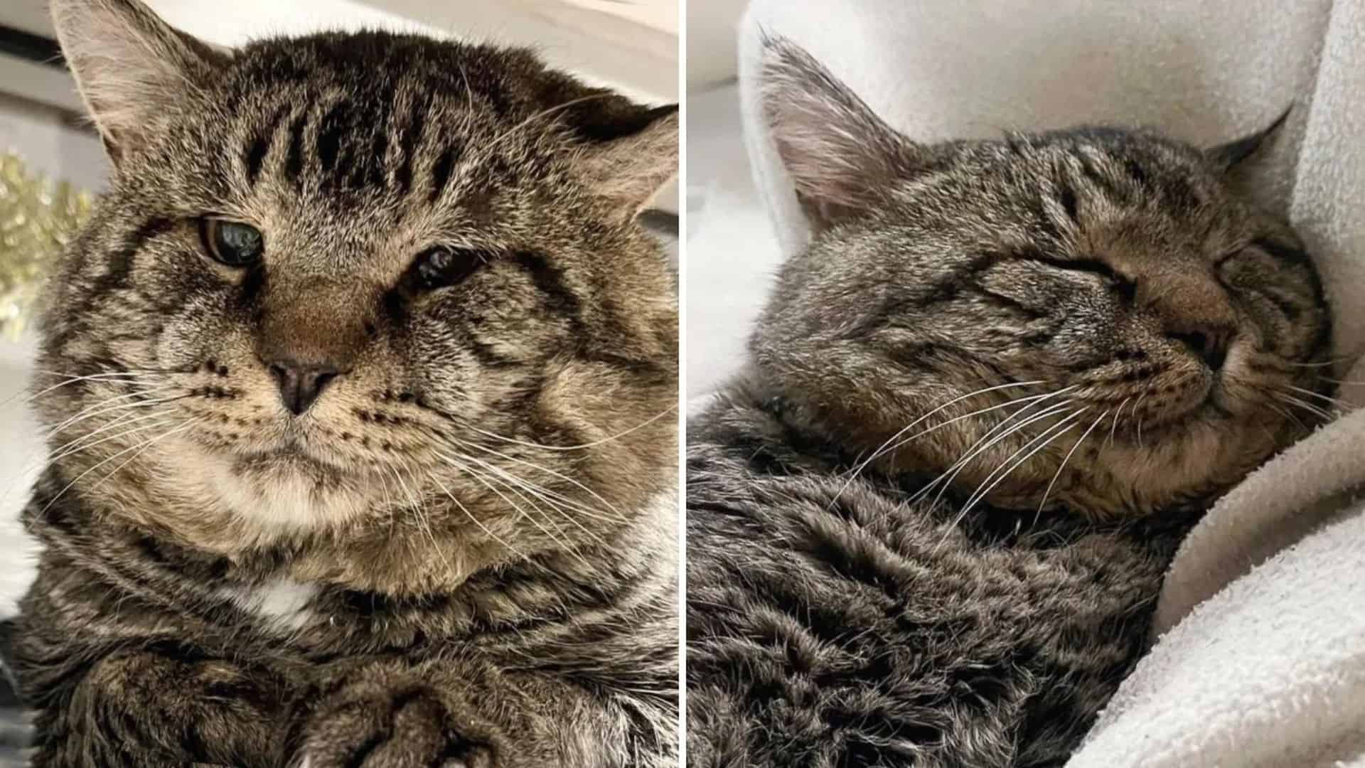 grizzly, the cat with enormous cheeks