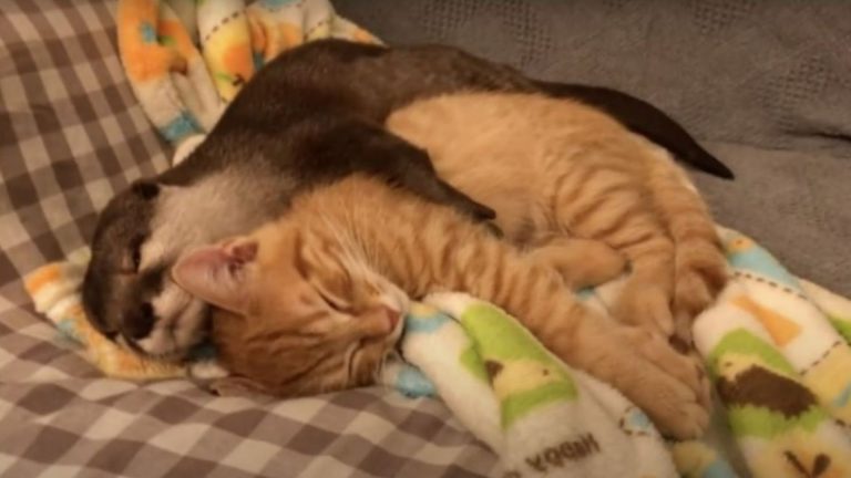 the otter hugged the cat and they are sleeping