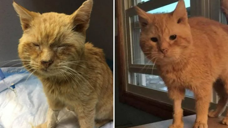 Elderly Stray Cat Can’t Stop Chirping With Joy After Being Saved From The Brink Half Frozen…