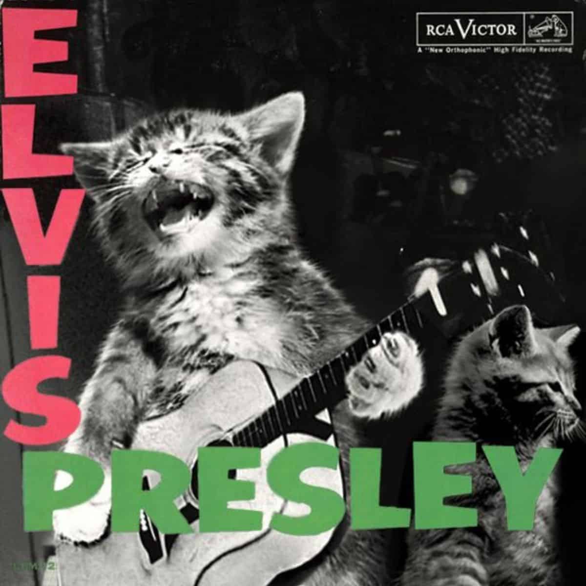 Elvis presley in cat version