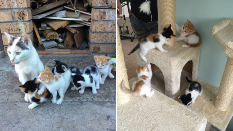 homeless cat kept her kittens safe and fed