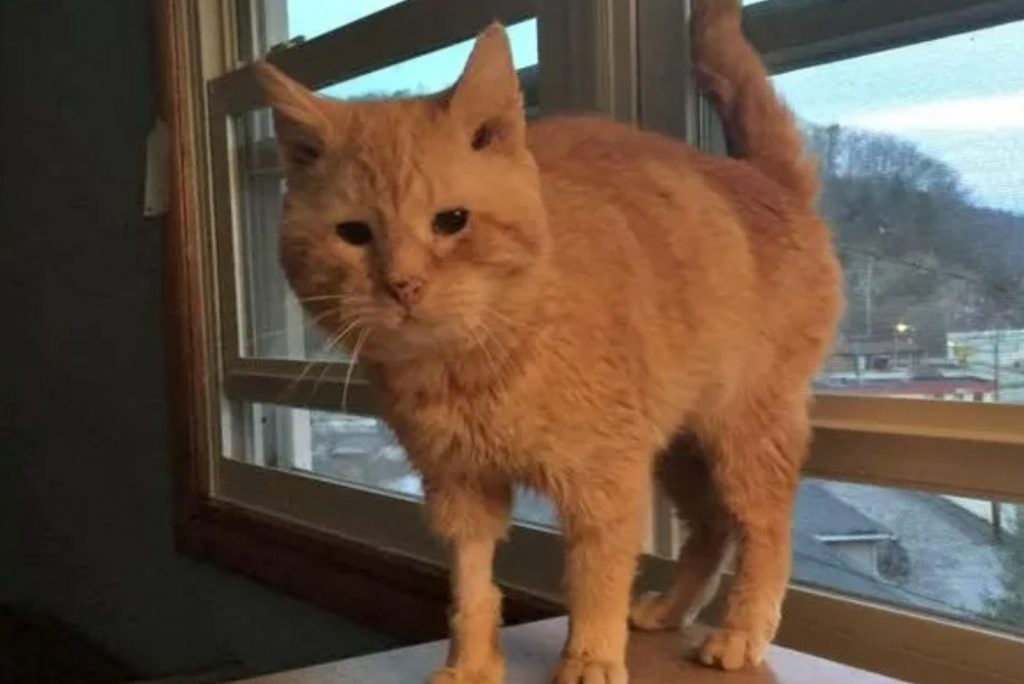 Fargo, the rescued ginger cat