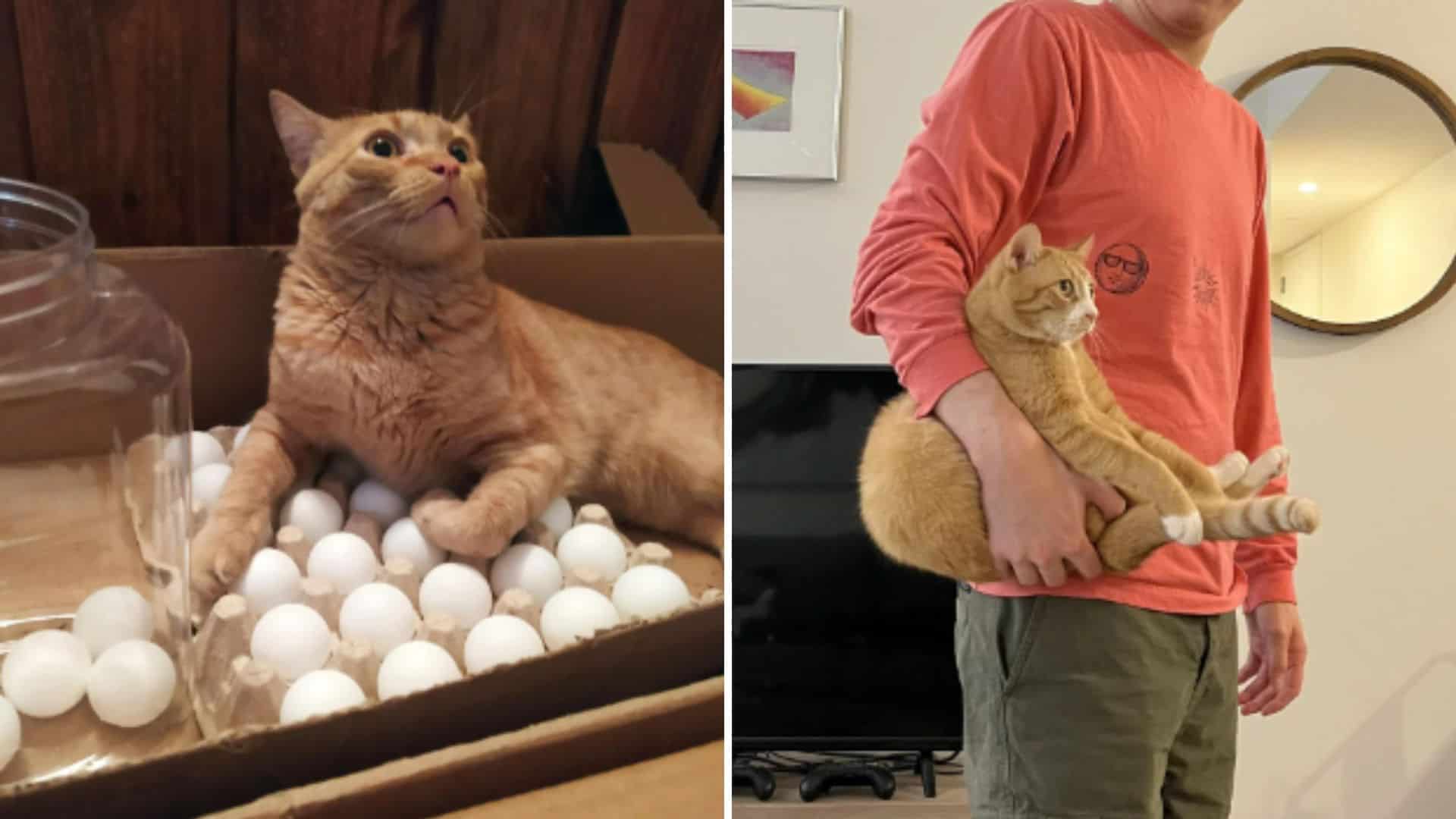 orange cats with one braincell