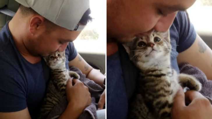 The First Look This Lucky Kitten Gives His Rescuer Will Undoubtedly Melt Your Heart