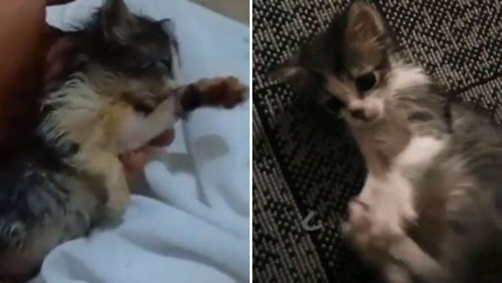 Kind Man Had No Heart To Walk Away From Helpless Kitten He Found Lying On A Pile Of Garbage