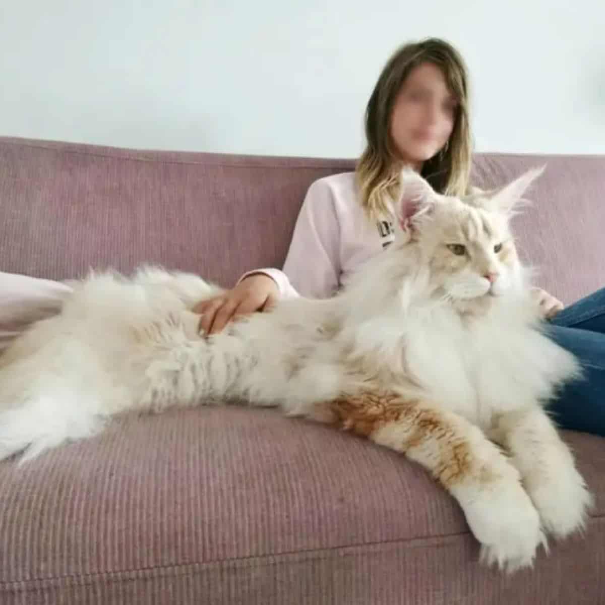 Lotus the maine coon photographed with his owner