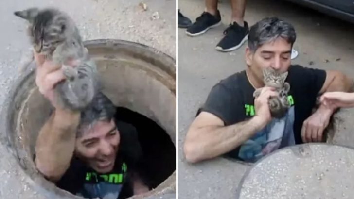 Without Hesitation, Brave Man Jumps Into A Storm Drain To Save A Poor Kitten’s Life