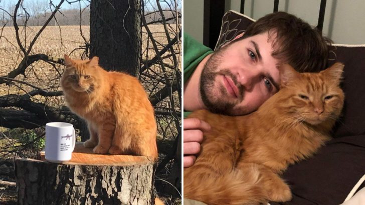 Man Spends 365 Days Trying To Win Over A Stray Cat And His Effort Finally Pays Off