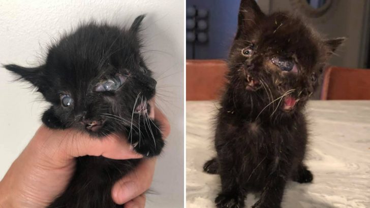 Rejected By Her Mother For Being Different, This Two-Faced Kitten Keeps Fighting Despite All Odds