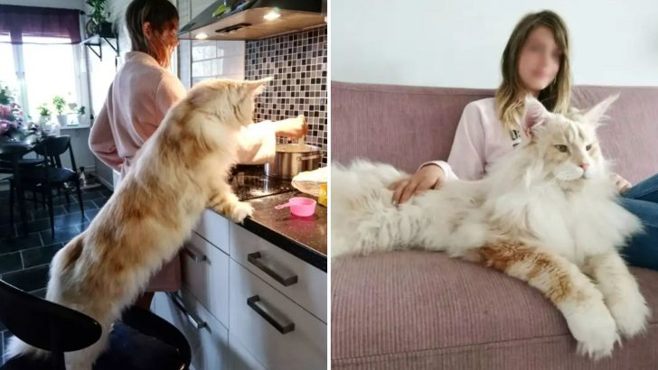 Meet Lotus, A Giant Fluffy Maine Coon Cat That’s Going Viral On Instagram