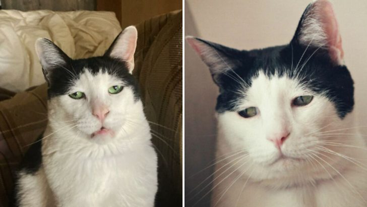 Meet Pancho, The Japanese Kitty With The Most Adorable Sad Face