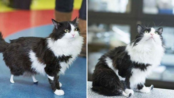 Meet Pooh The Brave, A Rescued Cat With New Legs Who Won’t Let Anything Hold Him Back