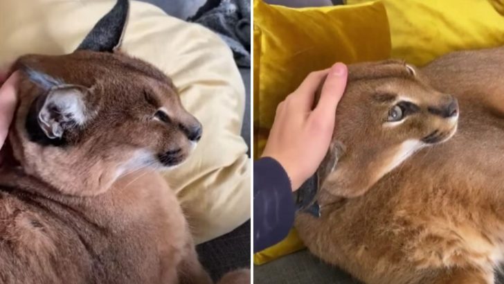 Meet Pumba The Domesticated Caracal Who Is As Cuddly As A Domestic Cat