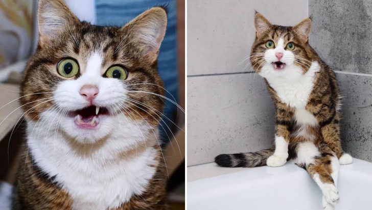 Meet Rexie, The Disabled Cat Whose Problems Don’t Stop Him From Being Hilariously Cute