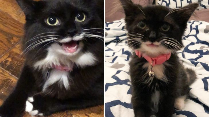 Meet Tulip, The Cat That Can’t Stop Smiling After Being Rescued