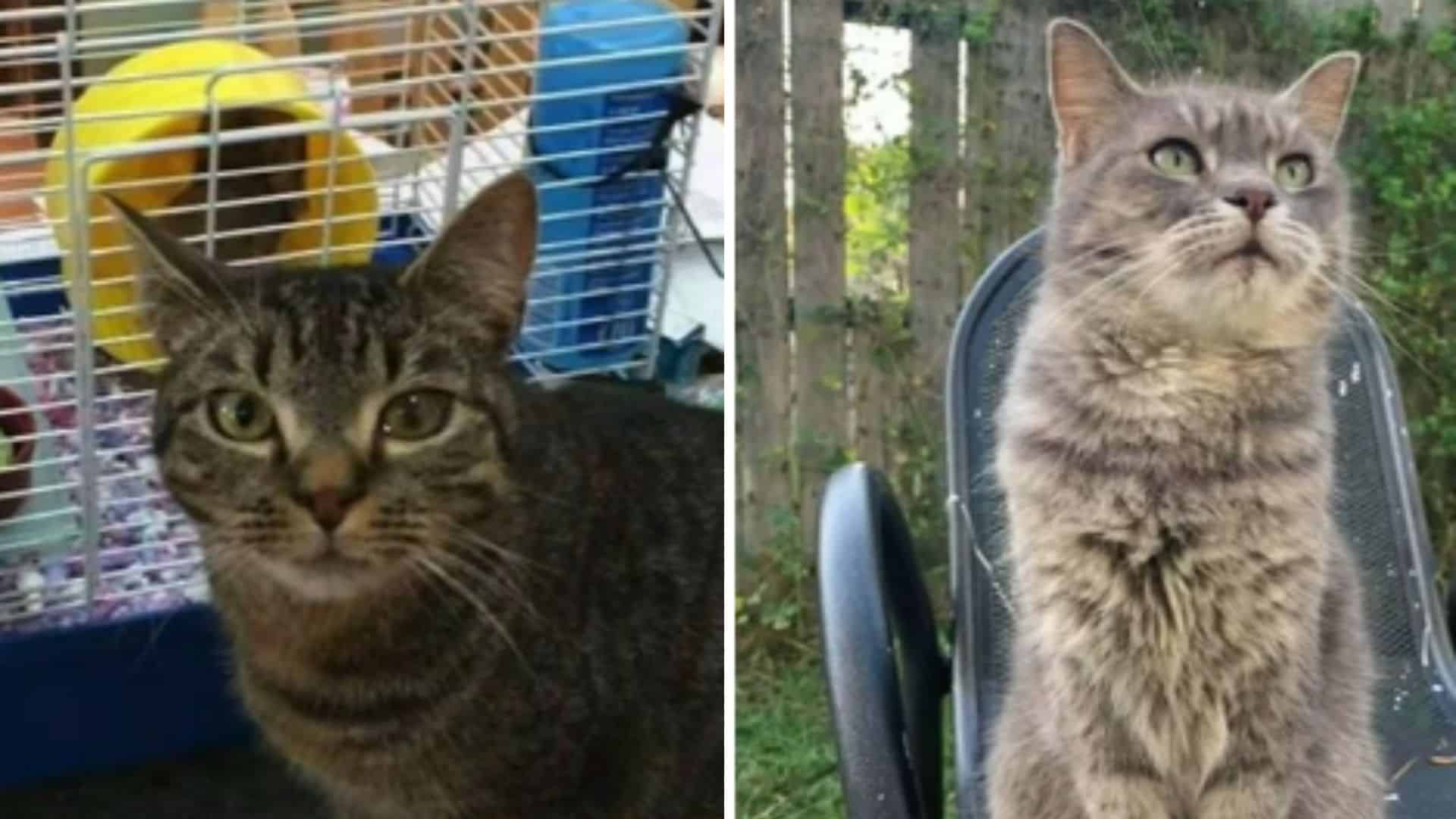 cat found after 7 years