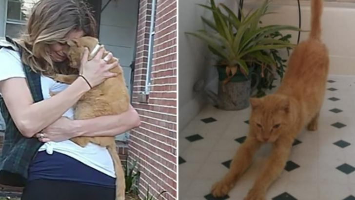Missing Cat Returns After 536 Days And Has An Emotional Reunion With His Owner