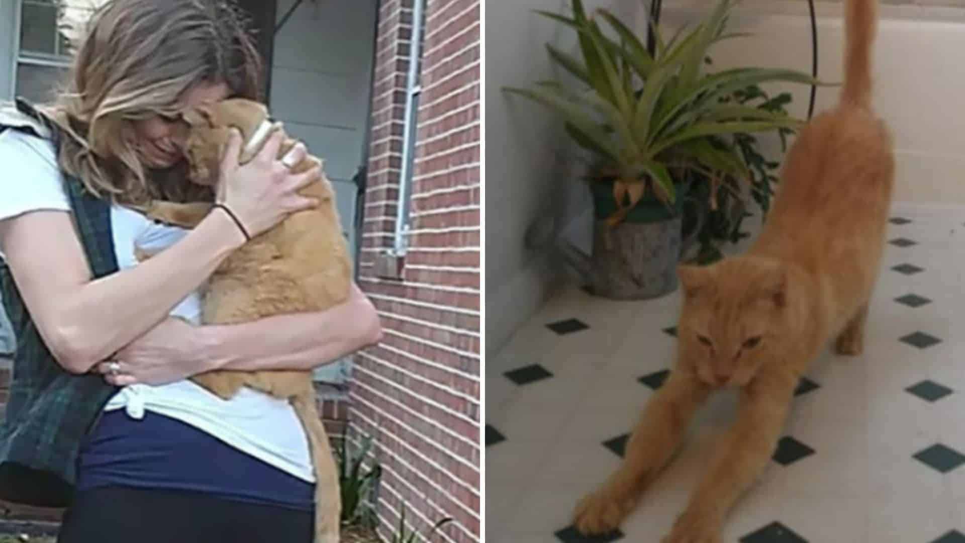 an emotional meeting with a cat